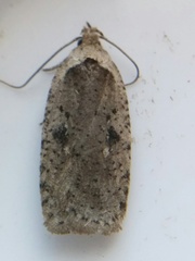 Agonopterix canadensis