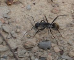 Camponotus chrysurus