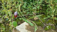Calochortus purpureus