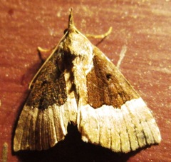 Hypena bijugalis