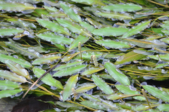 Potamogeton malaianus