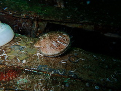 Chlamys hastata