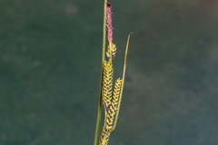 Carex lenticularis