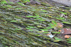 Potamogeton malaianus