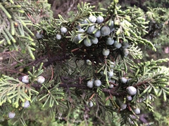 Juniperus monticola monticola