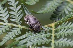 Lepispilus rotundicollis