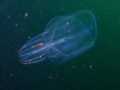 Bolinopsis microptera