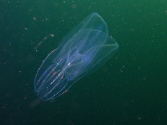 Bolinopsis microptera