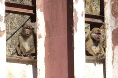 Macaca assamensis