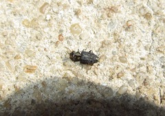 Scopodes