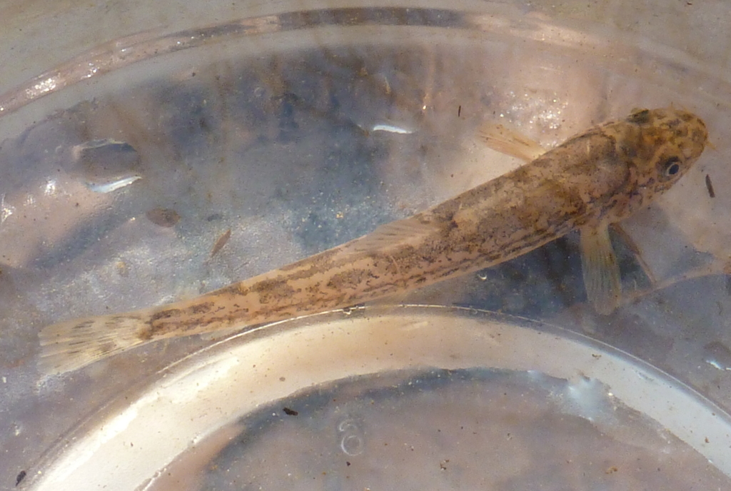 Levantijnse bermpje (Oxynoemacheilus insignis) — Nemacheilidae