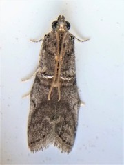 Acrobasis caryae