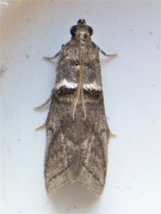 Acrobasis caryae