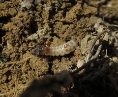 Neocicindela latecincta