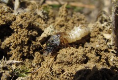 Neocicindela latecincta