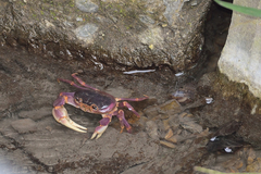 Geothelphusa pingtung