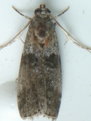 Acrobasis caryae