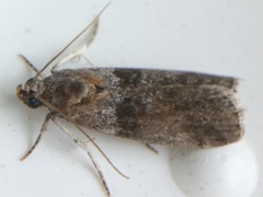 Acrobasis caryae
