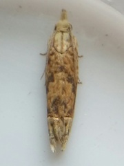 Eucosma ochrocephala
