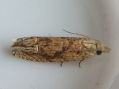 Eucosma ochrocephala