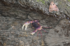 Geothelphusa pingtung