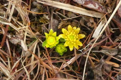 Oxygraphis polypetala