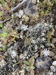 Stellaria gracilenta