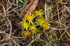 Oxygraphis polypetala