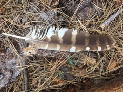 Strix occidentalis lucida