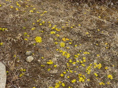 Oxygraphis polypetala