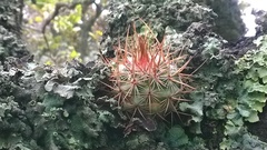 Mammillaria rhodantha