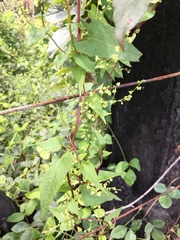 Muehlenbeckia gracillima