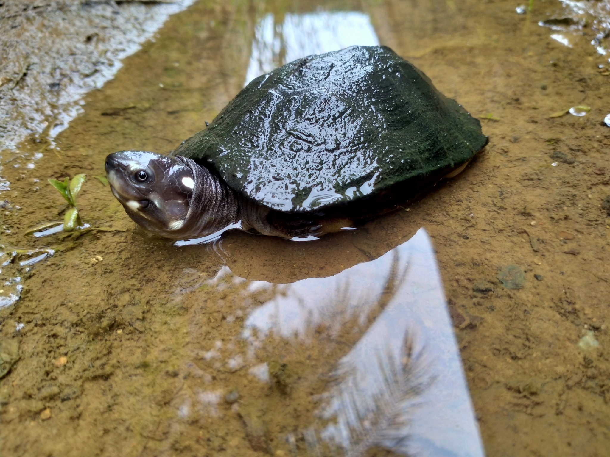 Siebenrockiella Crassicollis (gray, 1831)