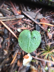 Corybas rotundifolius