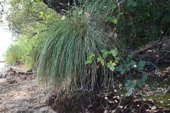 Carex nudata