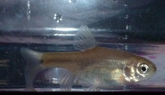 Pseudophoxinus libani