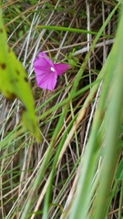 Ipomoea plummerae