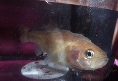 Pseudophoxinus libani