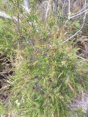 Kunzea linearis