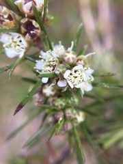 Kunzea linearis