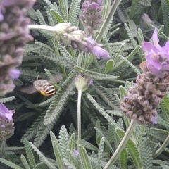 Anthophora marginata