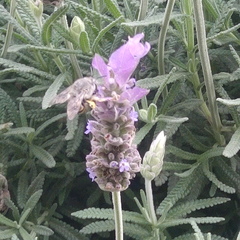 Anthophora marginata