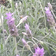 Anthophora marginata