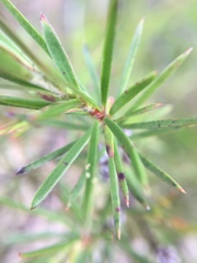 Kunzea linearis