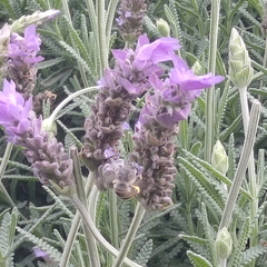 Anthophora marginata