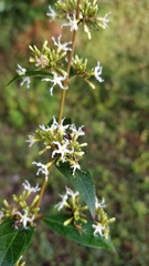 Ichnocarpus frutescens