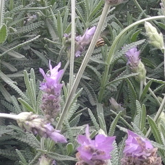Anthophora marginata