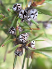 Kunzea linearis