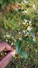 Ichnocarpus frutescens