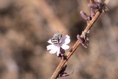 Anthophora curta